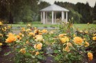 Nacionālajā botāniskajā dārzā Salaspilī pilnā sparā rit rožu ziedēšanas laiks un ikviens pašu acīm var izbaudīt vasaras ziedošo krāšņumu 5