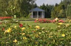 Nacionālajā botāniskajā dārzā Salaspilī pilnā sparā rit rožu ziedēšanas laiks un ikviens pašu acīm var izbaudīt vasaras ziedošo krāšņumu 6