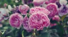 Nacionālajā botāniskajā dārzā Salaspilī pilnā sparā rit rožu ziedēšanas laiks un ikviens pašu acīm var izbaudīt vasaras ziedošo krāšņumu 7