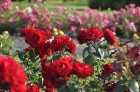 Nacionālajā botāniskajā dārzā Salaspilī pilnā sparā rit rožu ziedēšanas laiks un ikviens pašu acīm var izbaudīt vasaras ziedošo krāšņumu 11