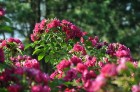 Nacionālajā botāniskajā dārzā Salaspilī pilnā sparā rit rožu ziedēšanas laiks un ikviens pašu acīm var izbaudīt vasaras ziedošo krāšņumu 12