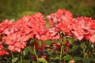Nacionālajā botāniskajā dārzā Salaspilī pilnā sparā rit rožu ziedēšanas laiks un ikviens pašu acīm var izbaudīt vasaras ziedošo krāšņumu 13