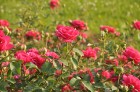 Nacionālajā botāniskajā dārzā Salaspilī pilnā sparā rit rožu ziedēšanas laiks un ikviens pašu acīm var izbaudīt vasaras ziedošo krāšņumu 14