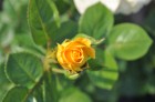 Nacionālajā botāniskajā dārzā Salaspilī pilnā sparā rit rožu ziedēšanas laiks un ikviens pašu acīm var izbaudīt vasaras ziedošo krāšņumu 15