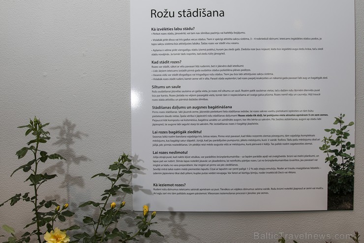 Latvijas Dabas muzejā apskatāma izstāde «Rožu dārzs 2016» 178752