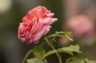 Līdz 10. jūlijam Latvijas Dabas muzejā apskatāma izstāde „Rožu dārzs 2016”, kas tiek organizēta sadarbībā ar pieredzējušiem rožu audzētājiem no stādau 1