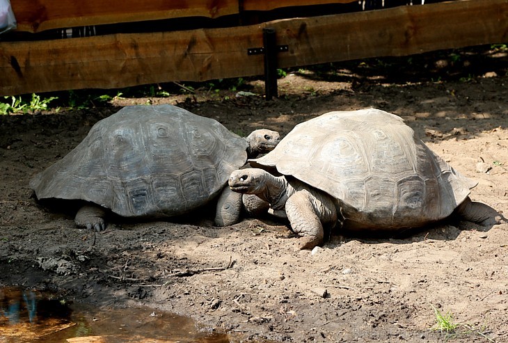 Rīgas zoodārzā jau sešpadsmito reizi norisinājās ikgadējais Galapagu bruņrupuču svēršanas pasākums 180348