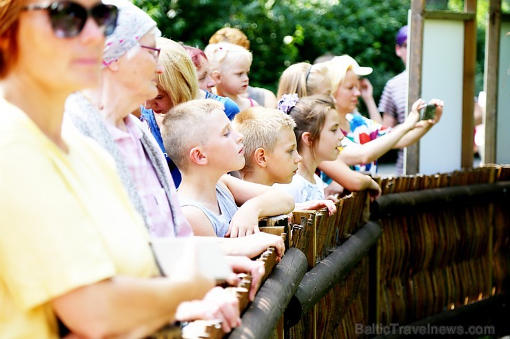 Rīgas zoodārzā jau sešpadsmito reizi norisinājās ikgadējais Galapagu bruņrupuču svēršanas pasākums 180349