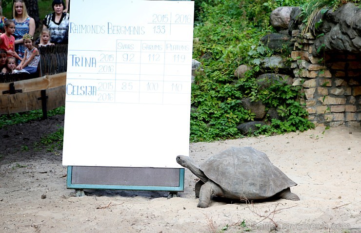 Rīgas zoodārzā jau sešpadsmito reizi norisinājās ikgadējais Galapagu bruņrupuču svēršanas pasākums Rīgas zoodārzā jau sešpadsmito reizi norisinājās ikgadējais Galapagu bruņrupuču svēršanas pasākums 180351