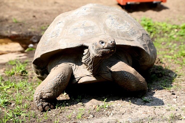 Rīgas zoodārzā jau sešpadsmito reizi norisinājās ikgadējais Galapagu bruņrupuču svēršanas pasākums Rīgas zoodārzā jau sešpadsmito reizi norisinājās ikgadējais Galapagu bruņrupuču svēršanas pasākums 180356