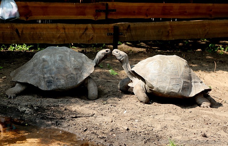 Rīgas zoodārzā jau sešpadsmito reizi norisinājās ikgadējais Galapagu bruņrupuču svēršanas pasākums 180358