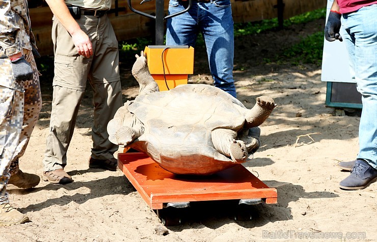 Rīgas zoodārzā jau sešpadsmito reizi norisinājās ikgadējais Galapagu bruņrupuču svēršanas pasākums Rīgas zoodārzā jau sešpadsmito reizi norisinājās ikgadējais Galapagu bruņrupuču svēršanas pasākums 180359