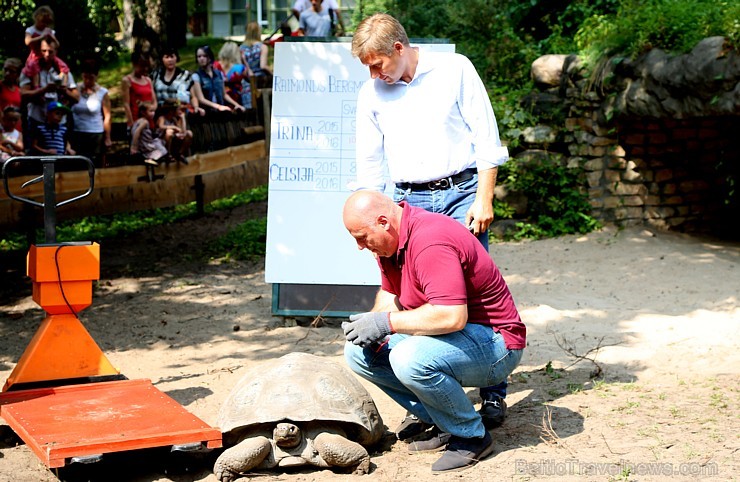 Rīgas zoodārzā jau sešpadsmito reizi norisinājās ikgadējais Galapagu bruņrupuču svēršanas pasākums Rīgas zoodārzā jau sešpadsmito reizi norisinājās ikgadējais Galapagu bruņrupuču svēršanas pasākums 180365