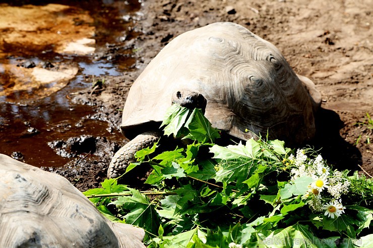 Rīgas zoodārzā jau sešpadsmito reizi norisinājās ikgadējais Galapagu bruņrupuču svēršanas pasākums Rīgas zoodārzā jau sešpadsmito reizi norisinājās ikgadējais Galapagu bruņrupuču svēršanas pasākums 180366