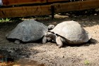 Rīgas zoodārzā jau sešpadsmito reizi norisinājās ikgadējais Galapagu bruņrupuču svēršanas pasākums 1
