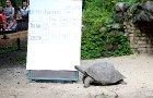 Rīgas zoodārzā jau sešpadsmito reizi norisinājās ikgadējais Galapagu bruņrupuču svēršanas pasākums 4