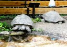 Rīgas zoodārzā jau sešpadsmito reizi norisinājās ikgadējais Galapagu bruņrupuču svēršanas pasākums 5