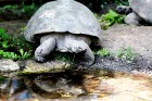 Rīgas zoodārzā jau sešpadsmito reizi norisinājās ikgadējais Galapagu bruņrupuču svēršanas pasākums 6