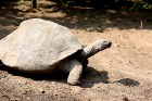 Rīgas zoodārzā jau sešpadsmito reizi norisinājās ikgadējais Galapagu bruņrupuču svēršanas pasākums 8