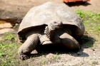 Rīgas zoodārzā jau sešpadsmito reizi norisinājās ikgadējais Galapagu bruņrupuču svēršanas pasākums 9