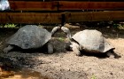 Rīgas zoodārzā jau sešpadsmito reizi norisinājās ikgadējais Galapagu bruņrupuču svēršanas pasākums 11