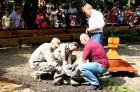 Rīgas zoodārzā jau sešpadsmito reizi norisinājās ikgadējais Galapagu bruņrupuču svēršanas pasākums 13