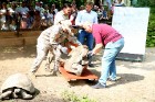Rīgas zoodārzā jau sešpadsmito reizi norisinājās ikgadējais Galapagu bruņrupuču svēršanas pasākums 15