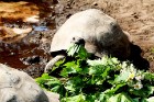 Rīgas zoodārzā jau sešpadsmito reizi norisinājās ikgadējais Galapagu bruņrupuču svēršanas pasākums 19