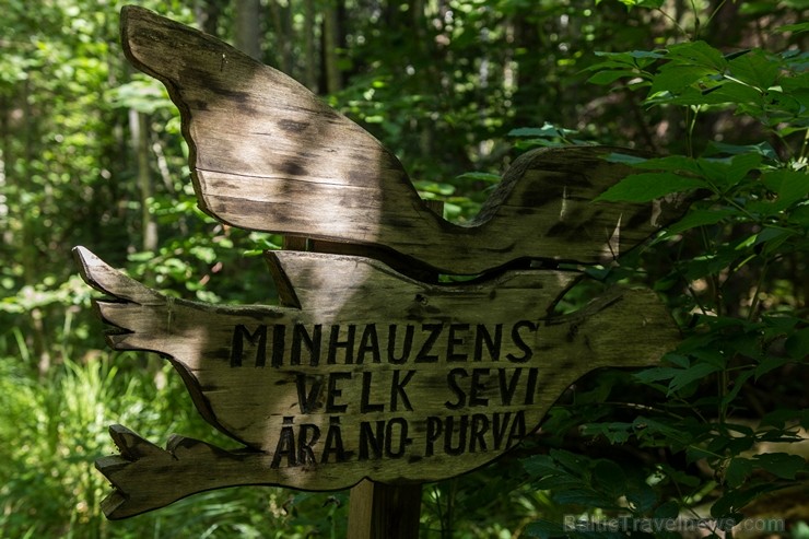 Minhauzena meža taka ir garākā apses koka taka Eiropā 182266