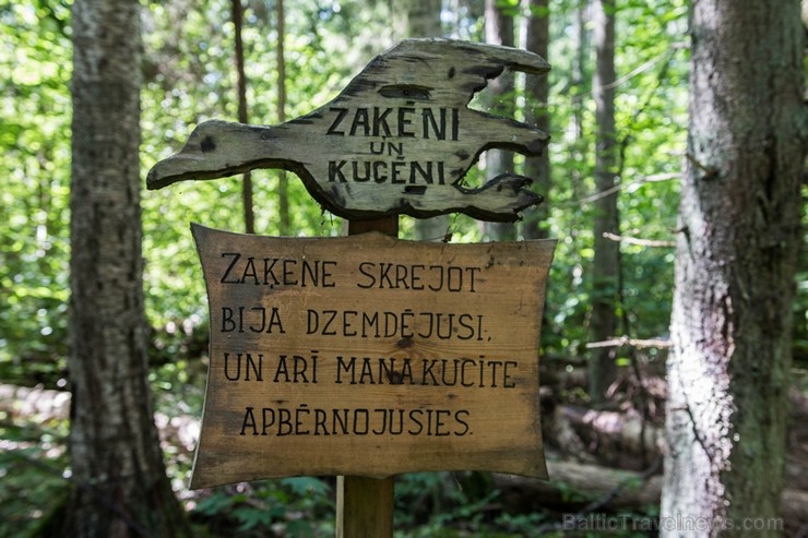 Minhauzena meža taka ir garākā apses koka taka Eiropā 182271