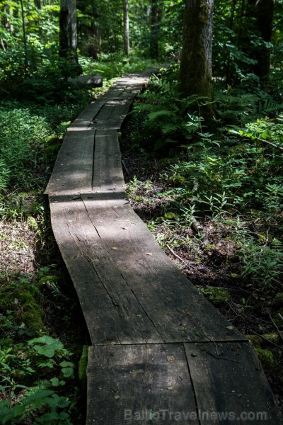 Minhauzena meža taka ir garākā apses koka taka Eiropā 182276