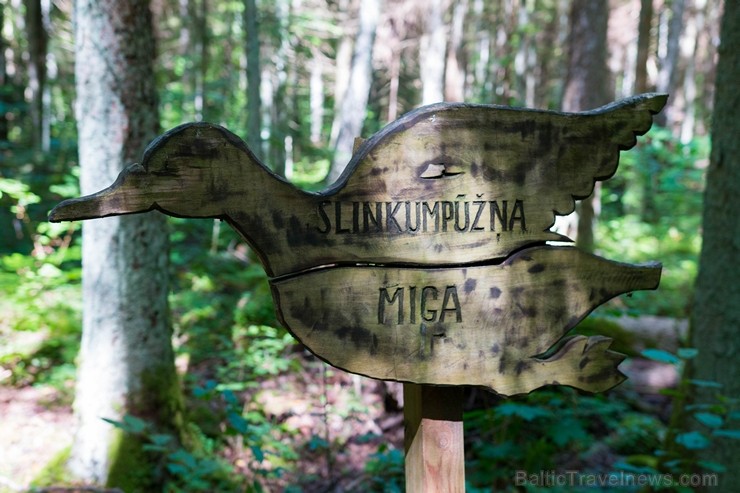 Minhauzena meža taka ir garākā apses koka taka Eiropā 182283