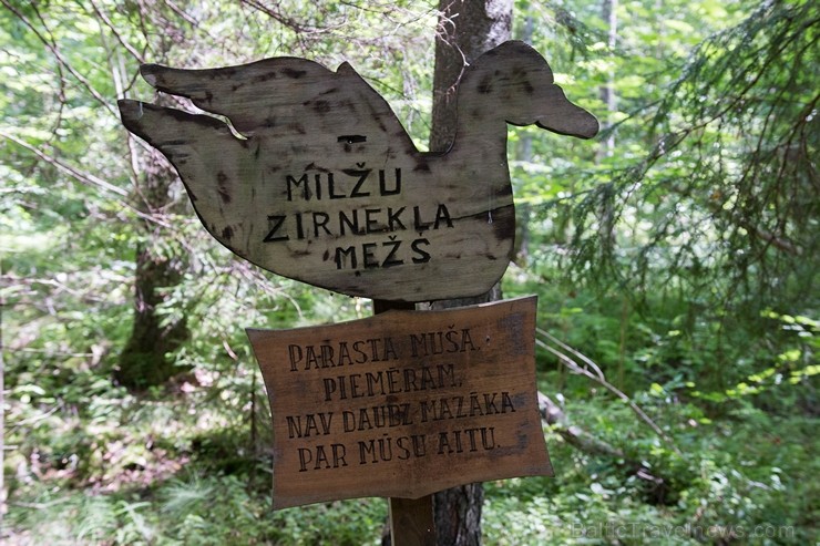 Minhauzena meža taka ir garākā apses koka taka Eiropā 182287