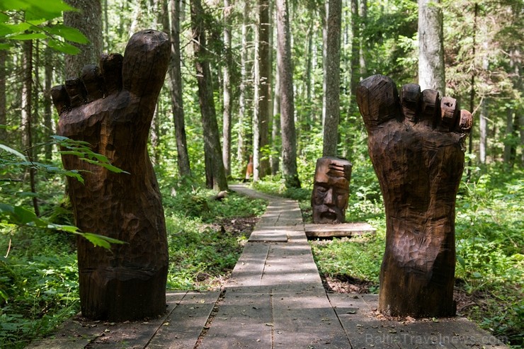 Minhauzena meža taka ir garākā apses koka taka Eiropā 182289