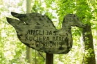 Minhauzena meža taka ir garākā apses koka taka Eiropā 7