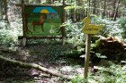 Minhauzena meža taka ir garākā apses koka taka Eiropā 35