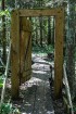 Minhauzena meža taka ir garākā apses koka taka Eiropā 42