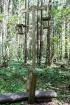Minhauzena meža taka ir garākā apses koka taka Eiropā 52