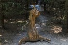 Beverīnas koka skulptūru parks aizrauj gan pieaugušos, gan bērnus 7
