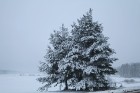Latvijā atkal ir atgriezusies sniegota ziema 6