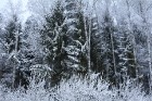 Latvijā atkal ir atgriezusies sniegota ziema 11