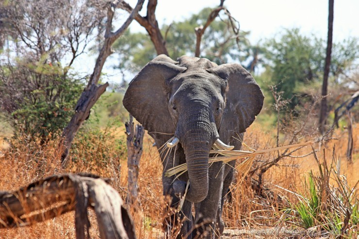 Eksotiska daba un fascinējoši dzīvnieki - iepazīsti Dienvidāfrikas Republiku 192367