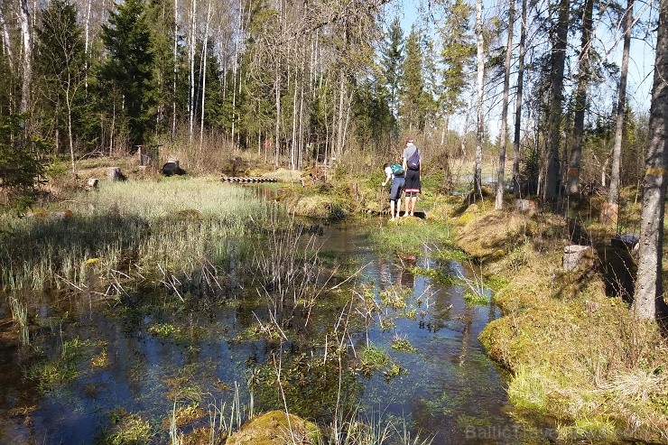 Travelnews.lv apceļo noslēpumainos Entu ezerus un Rīsas purva dabas taku Igaunijā 198543