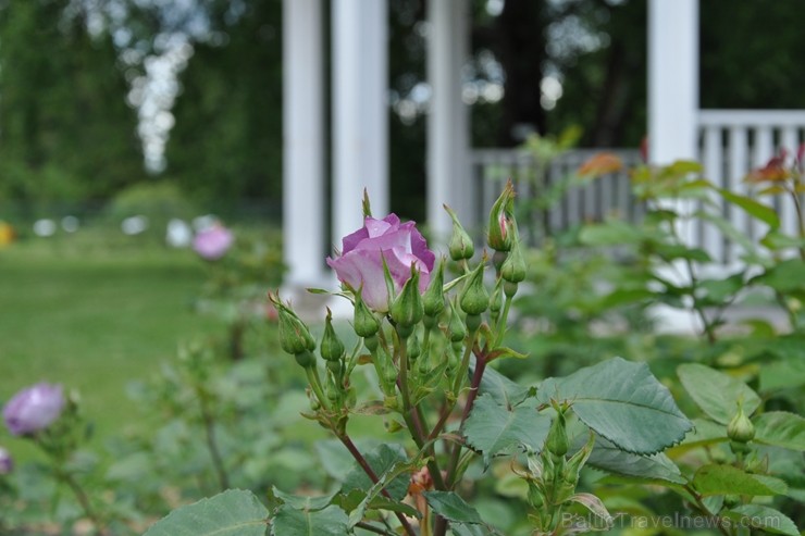 Salaspils botāniskais dārzs viss ziedos; uzmanības centrā rožu pilnzieds