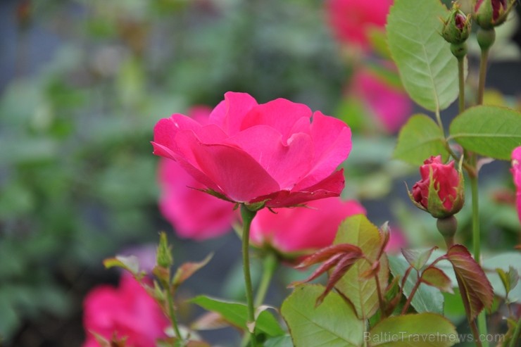 Salaspils botāniskais dārzs viss ziedos; uzmanības centrā rožu pilnzieds