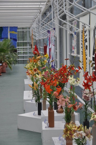 Salaspils botāniskais dārzs viss ziedos; uzmanības centrā rožu pilnzieds 201790