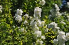 Salaspils botāniskais dārzs viss ziedos; uzmanības centrā rožu pilnzieds 21