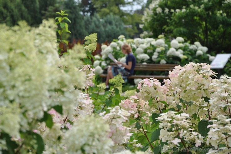 Augusts Nacionālajā botāniskajā dārzā Salaspilī lutina ar īstu ziedošo pasaku