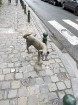 Briselē čurāšanai ir īpaša nozīme, jo pilsētā meklējams arī čurājošais suns. Kā sacīja kāda paziņa - 