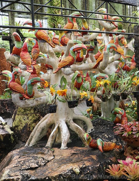 Travelnews.lv kopā ar «365 brīvdienas» un «Turkish Airlines» iepazīst tropu botānisko dārzu «Nong Nooch Tropical Garden» 208707